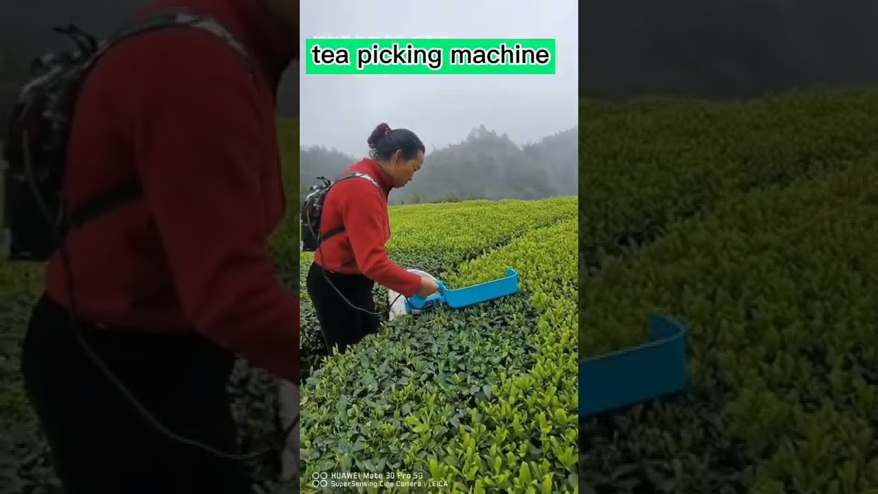 Fresh Tea Picking On The Farm 