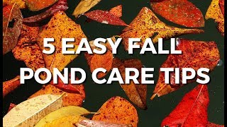 5 Fall Pond Care Tips