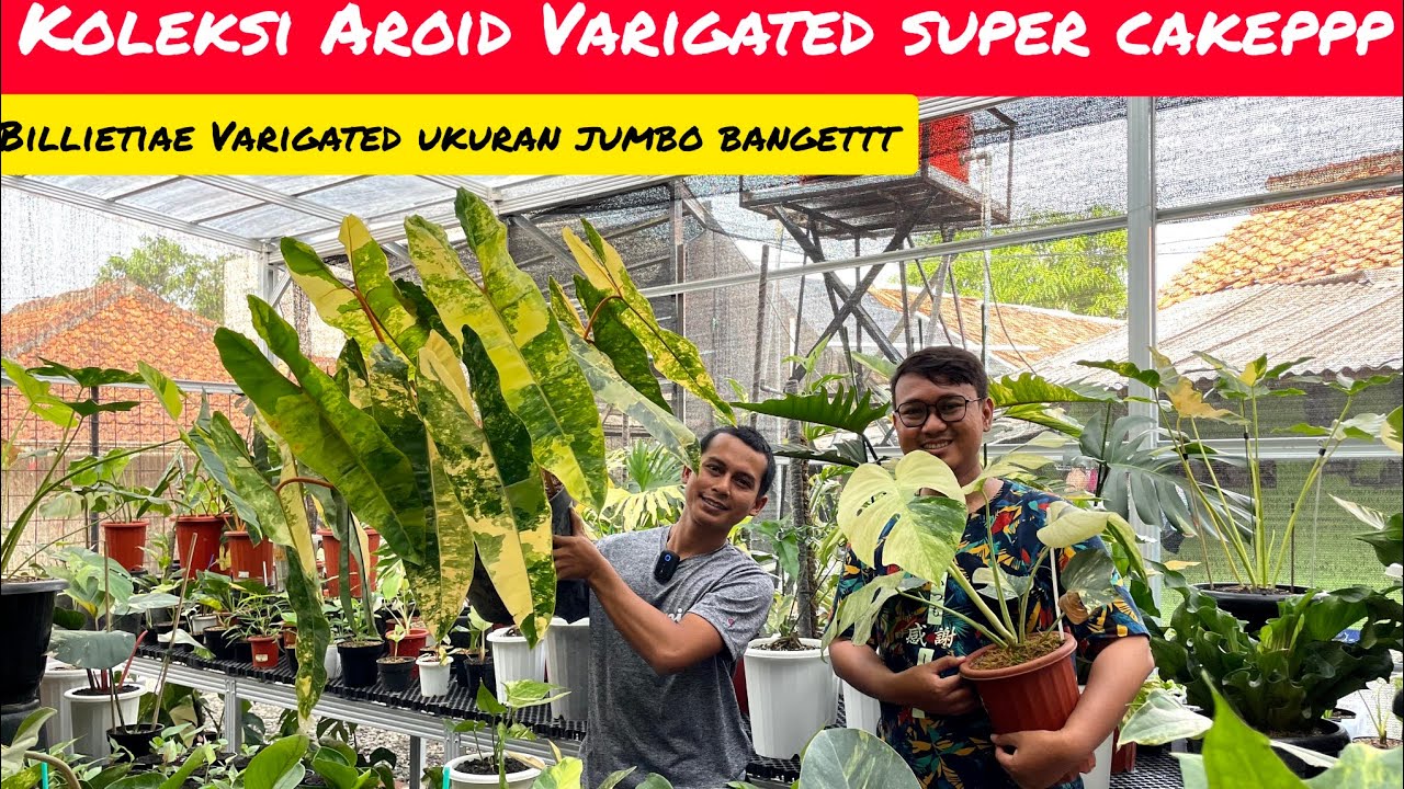 WOW PHILODENDRON BILLIETIAE VARIGATA UKURAN JUMBO BANGET 📢