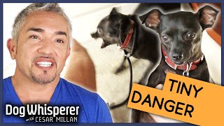Cesar Millan vs Insecure Biting Dog | Season 9 Episode 11 | Dog Whisperer