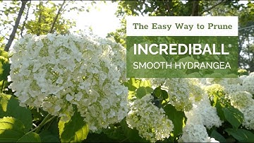The Easy Way to Prune Incrediball® Hydrangea