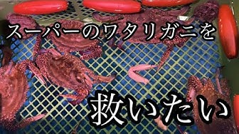 渡り蟹 Youtube