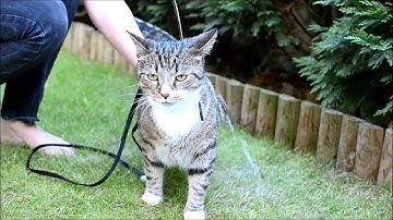 Wonsky the cat - ALS ice bucket challenge