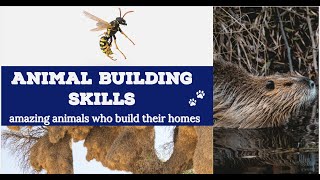 Animal building skills | amazing animals who build their homes - YouTube