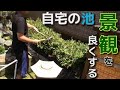 自作池の掃除の間に風景もよくしてみた。