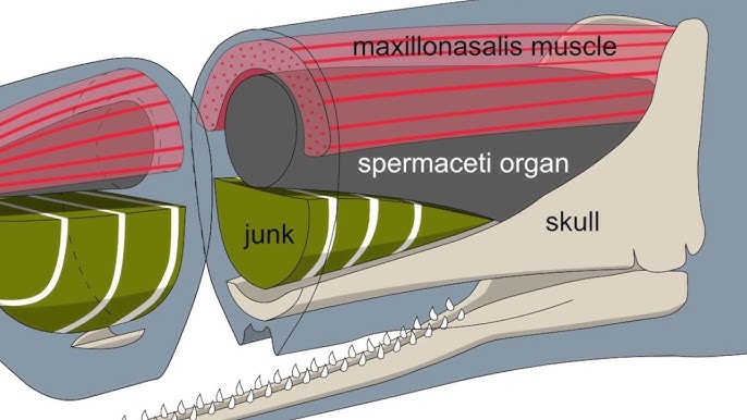 Ayolda jinsiylik va temperamentning tashqi belgilari Vaginal chandiqlar forumi