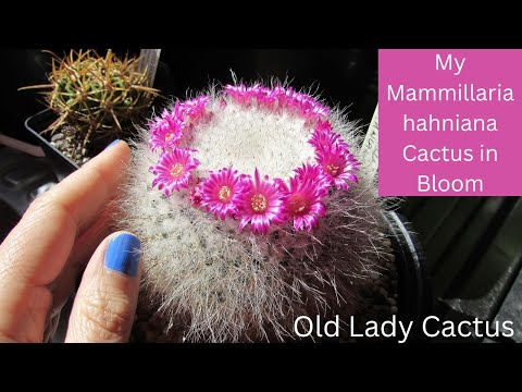 Vídeo: Old Lady Cactus Care: Growing A Mammillaria Old Lady Cactus