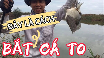 Câu Ba Tiêu RÔ PHI khủng 2 Kg / Chế Chanel.