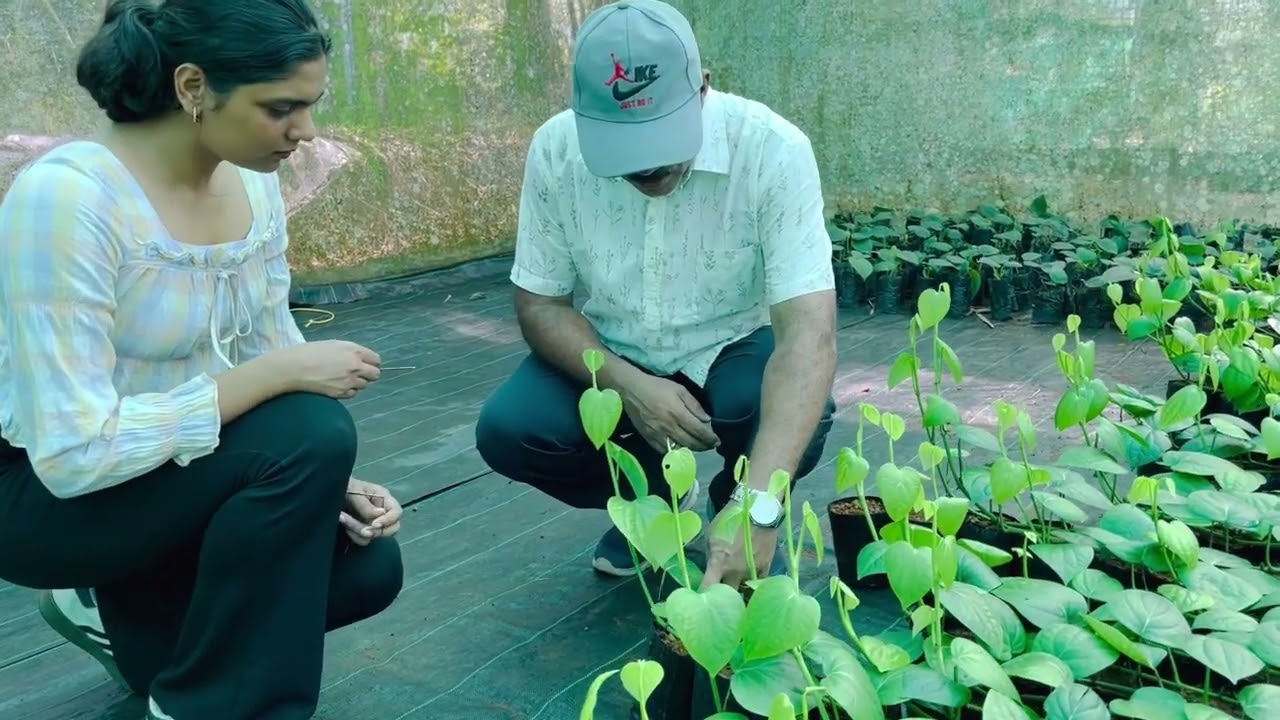Pepper cuttings production techniques