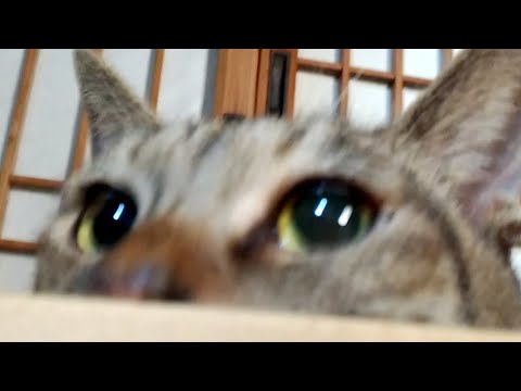 かご猫LIVE配信200926