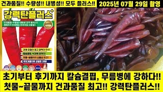 가리지 영상