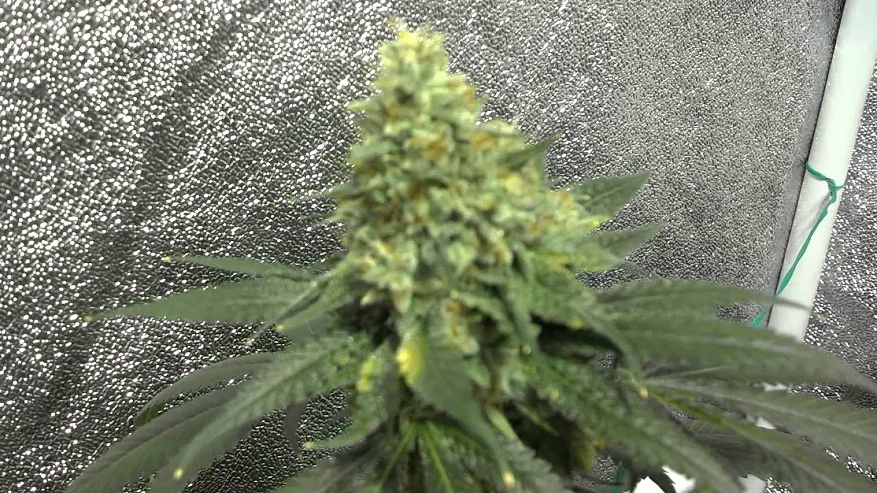 First grow 250W HPS GL80 - Harvest time ( GG -L-CP ) 9-11-12