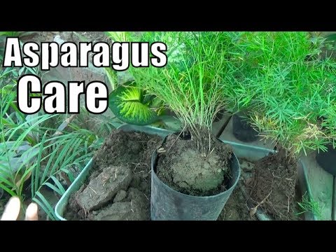 fern divide asparagus growing season