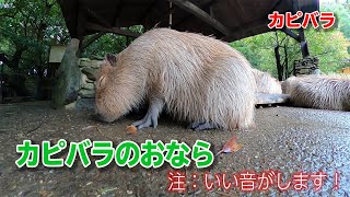 雨やどり中、暇すぎてついにおならをしたカピバラがかわいすぎる！