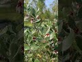 ancora dal giardino