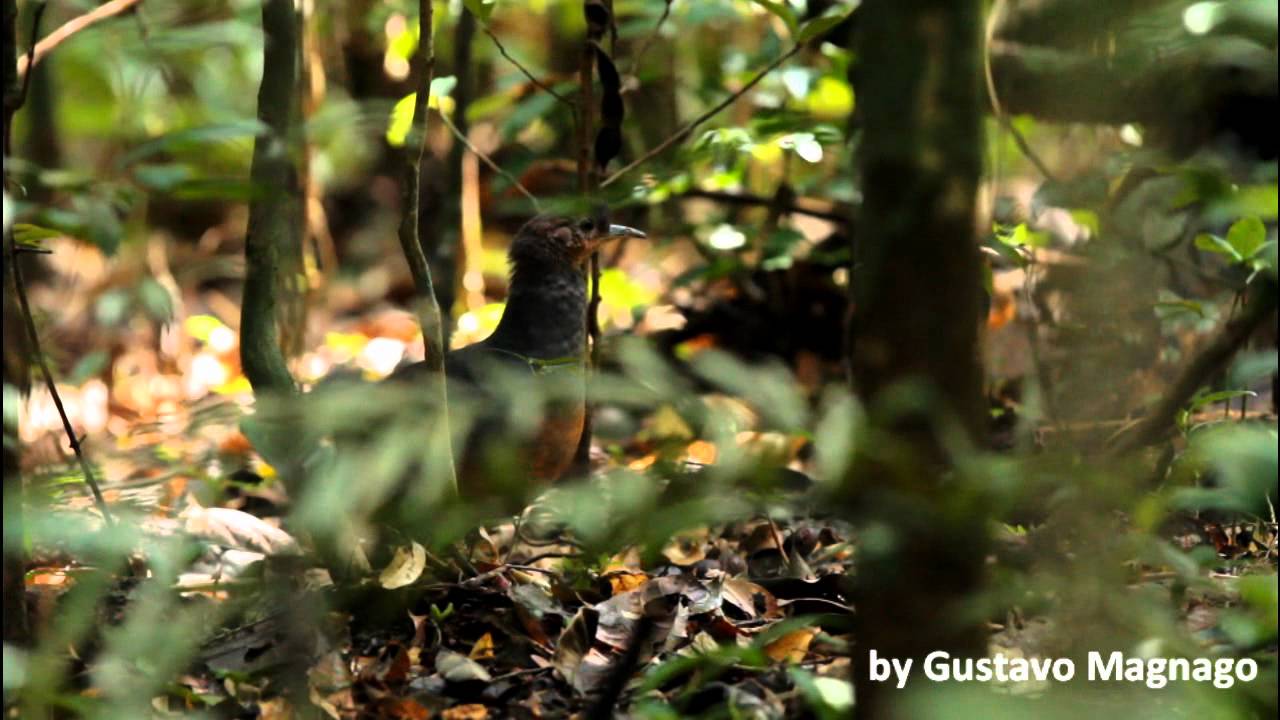 Jaó-do-sul, Crypturellus noctivagus, Yellow-legged Tinamou 