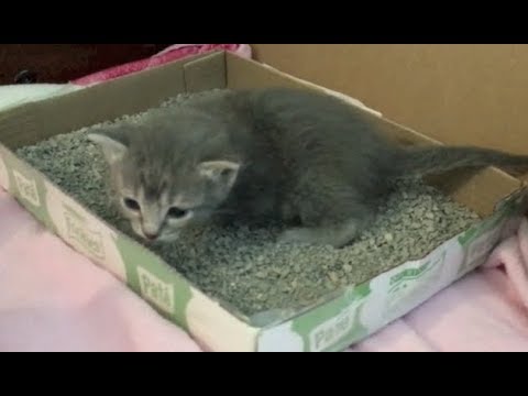 Litter Box Training for 3 Week Old Kittens & Kitten Presents - #12 - Rescue  Kittens Socialization 