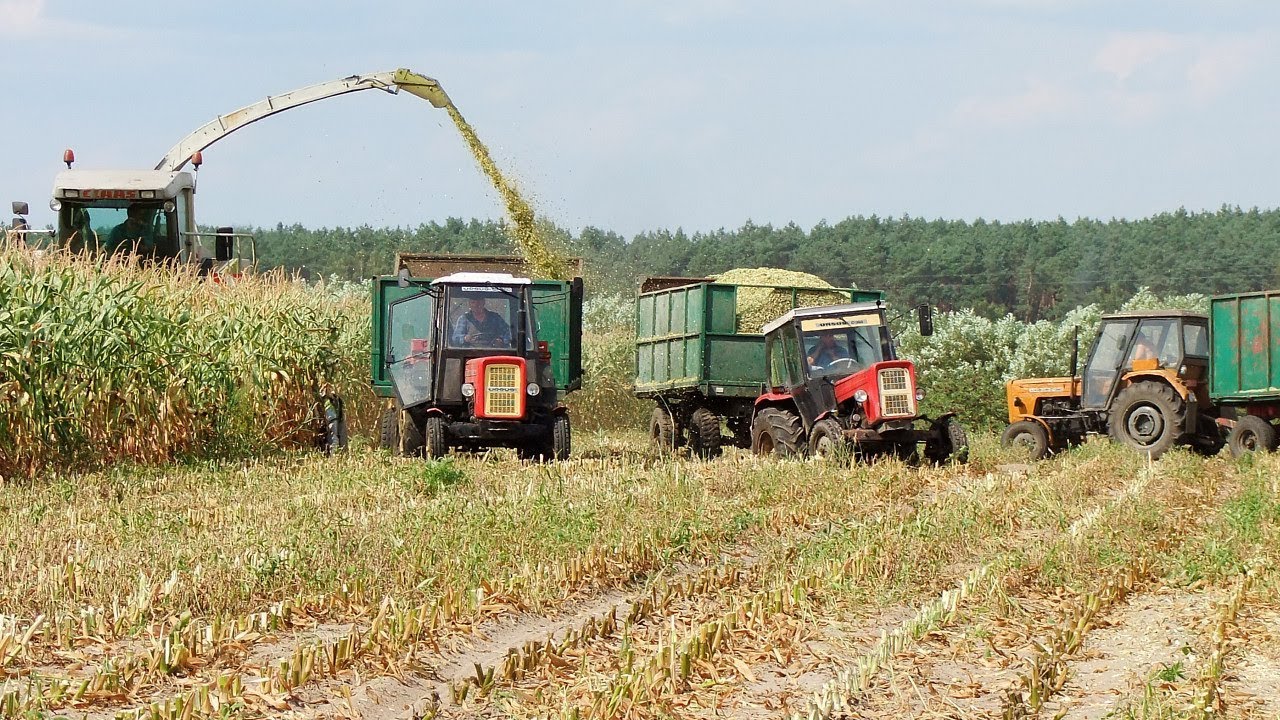 maxresdefault W suszy też się można zakopać! Szalone Ursusy i Claas Jaguar 880 w kukurydzy (VIDEO)