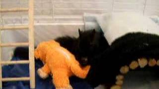 Buddy Takes another BEATING!