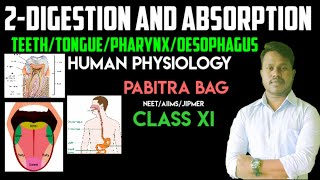 2-Digestion and Absorption|| Tooth/Tongue/Pharynx/Oesophagus|| Human physiology||NEET Biology/ xi screenshot 3