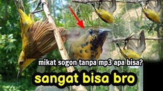 burung Sogon susah di pikat‼️coba jangan pakai MP3 jamin panen#mikatsogon