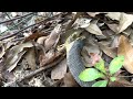 Plain-bellied Water Snake eating a Green/Bronze Frog