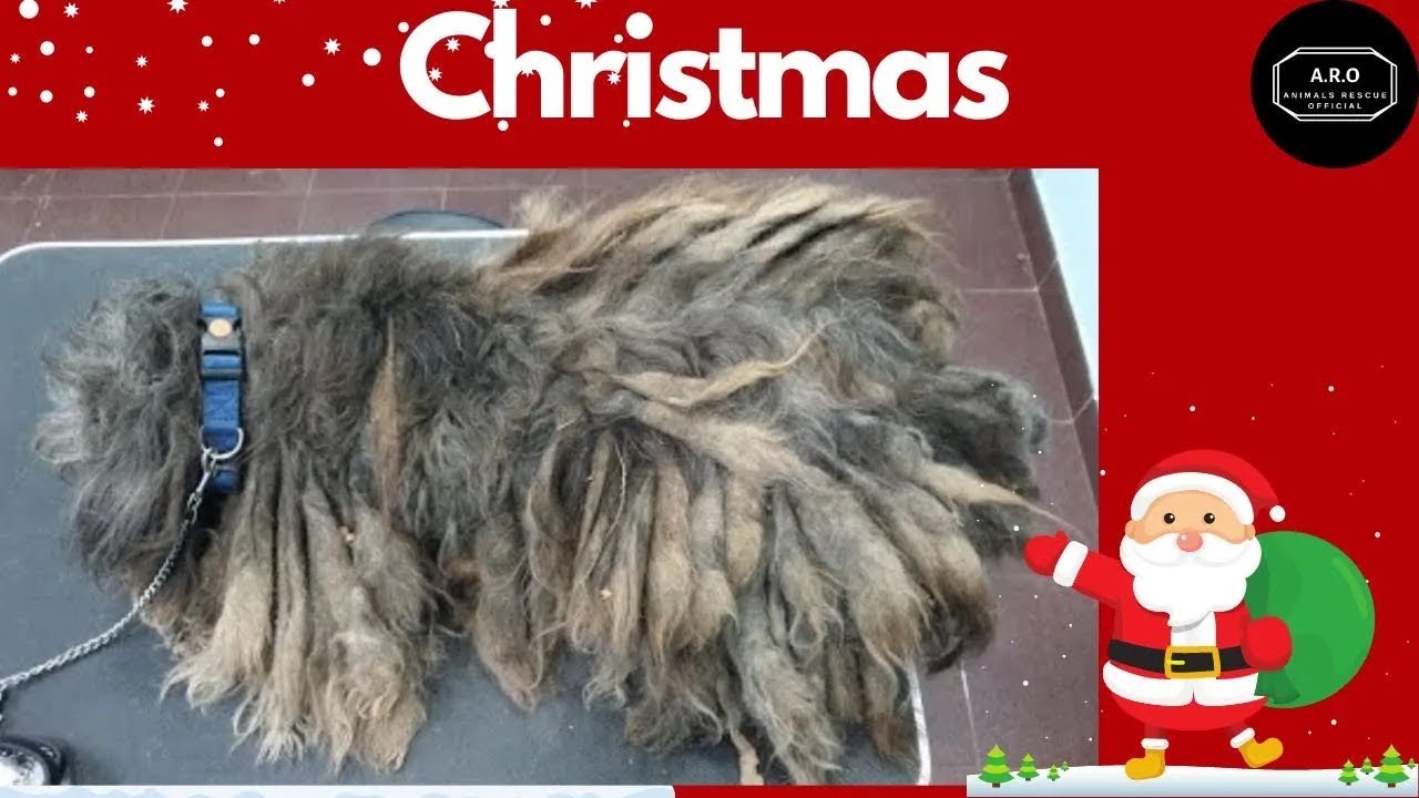 dog rescue videos - dog rescue videos transformation- rescue animal video 2023