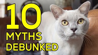 10 Burmese Cat Myths Debunked