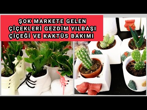 ŞOK MARKETE YILBAŞI ÇİÇEĞİ ve Kaktüs Geldi. Yılbaşı Çiçeği ve Kaktüs Bakımı Nasıl Yapılır?