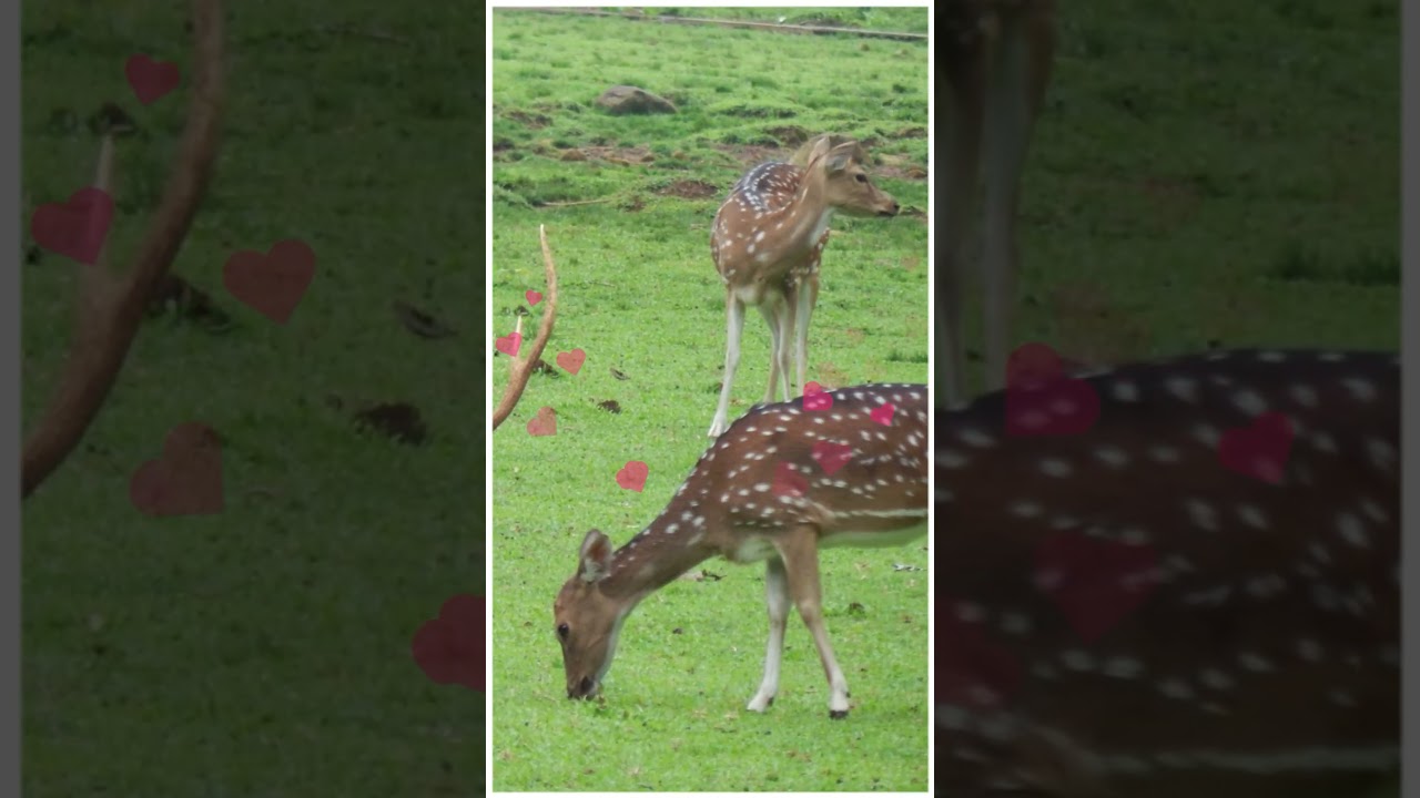 places to visit in Dadra and Nagar Haveli 😎🙏