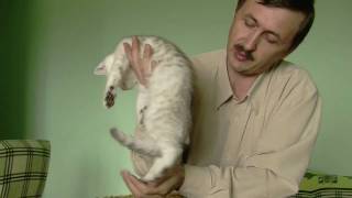 Котятки британчики (шиншиллы) редкого окраса Котятки британчики (шиншиллы) редкого окраса