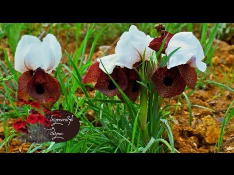 ვიდეო: ცელოსია (68 ფოტო): ვერცხლის ცელოსია და სხვა სახის და ჯიშის ყვავილები. დარგვა და მოვლა მათ ღია ველზე ყვავილების საწოლში და ქოთანში სახლში