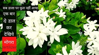 HOW TO CARE MOGRA PLANT IN SUMMER
