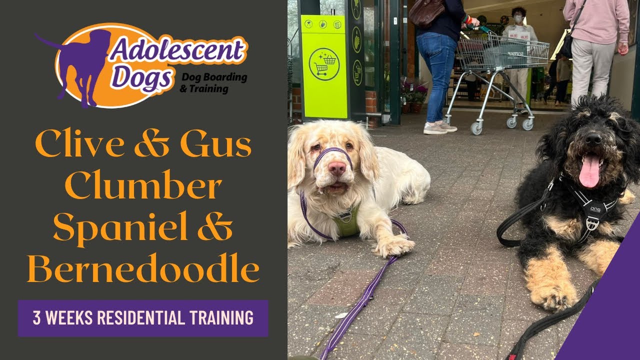 Gus and Clive the Bernedoodle & Clumber Spaniel - 3 Weeks Residential Training