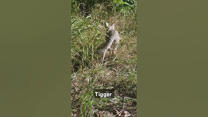 Video 5656971: beautiful forest cat, forest cat funny, catlover forest, forest love, cat sleeping beauty, cat love fun