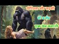 गोरिल्ला और लड़की की रहस्यमई प्रेम कहानी | King Kong love Story In Hindi |