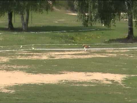 Собачьи бега(Шейла)