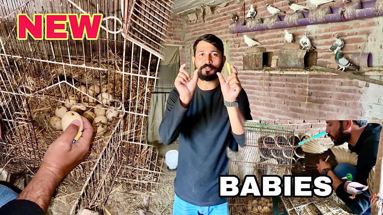 New Babies + Haldi Ka Rate + Eggs Counting + Signature on Egg | Mr Asad