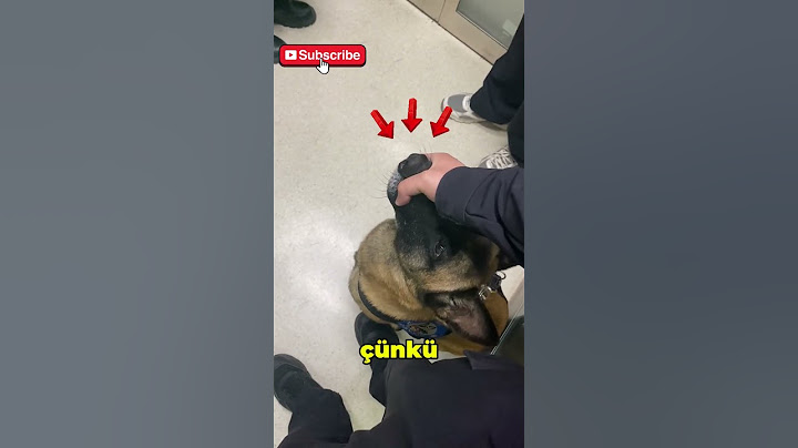 Bu Kız Isırma Giysisiyle Aynı Montu Giymişti | Ama Polis Onu Kurtardı! 😱🫡 #shorts #ytshorts #viral