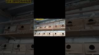 Download Lagu gelatik belong/Java sparrow mutasi putih silver holland MP3