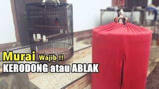 Murai wajib kerodong atau ablak saja, Sesuai karakter dan kebiasaan burung