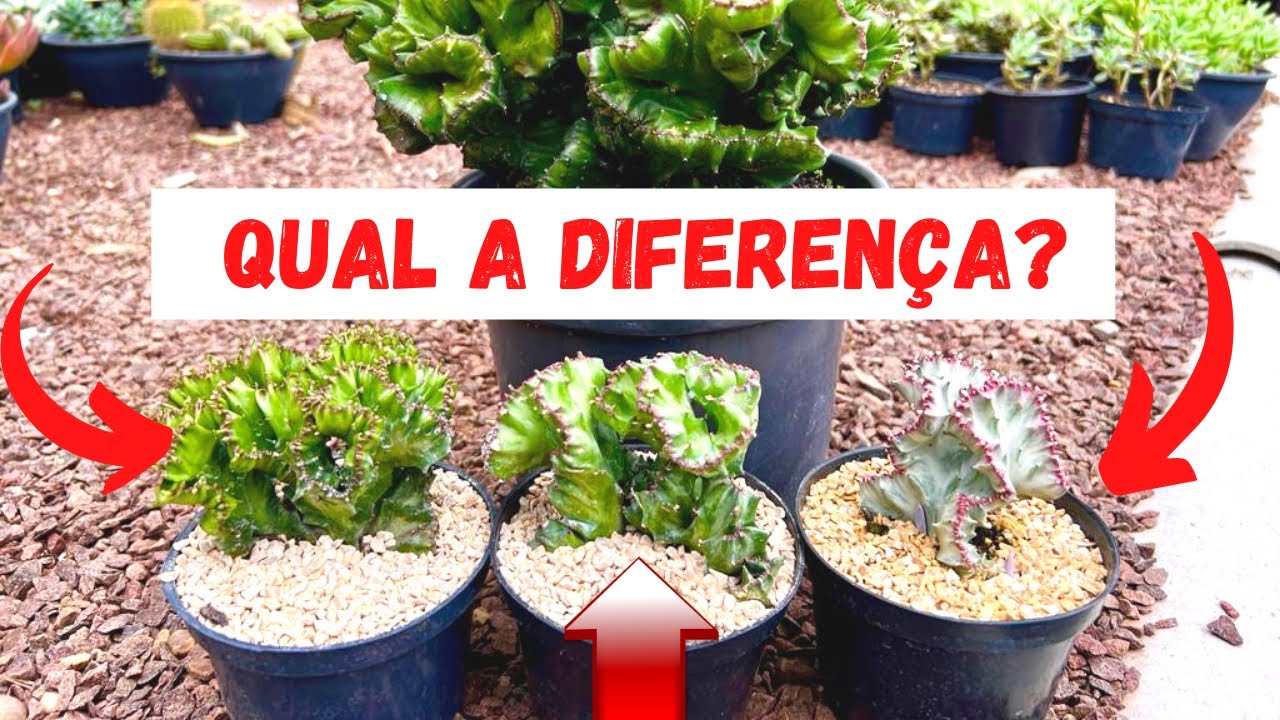 EUPHORBIA LACTEA CRISTATA EM 3 VARIAÇÕES, CONHECIA?