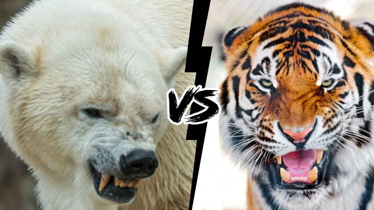 URSO POLAR VS TIGRE SIBERIANO - Quem venceria uma luta?, image size:1280x720