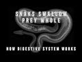 How snake digestion power works  yaa  en