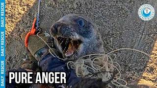 Entangled Seal Fought the Only Person Saving Him