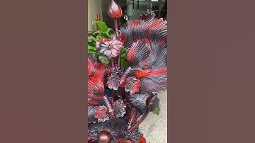 #dogo  cá xiêm gỗ trắc