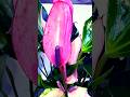 Flamingo Lily Anthurium andraeanum #plants #houseplants #indoorplants #shortvideo #shorts#anthurium