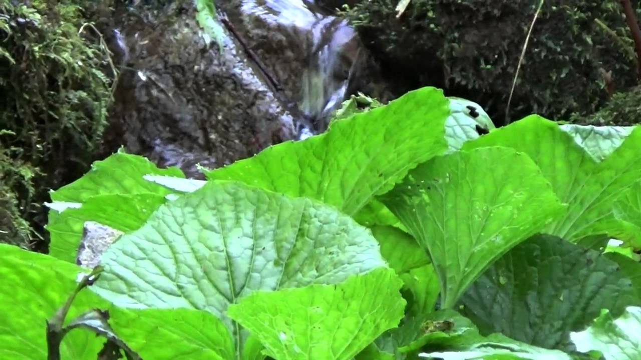 wasabi stream wasabi stream
