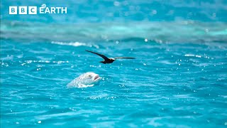 LIVE 🔴 Natural Athletes: Wildlife in Motion | BBC Earth