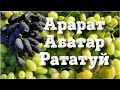 К-ш Аватар, Рататуй, Арарат - просто супер виноград ǃ ǃ ǃ